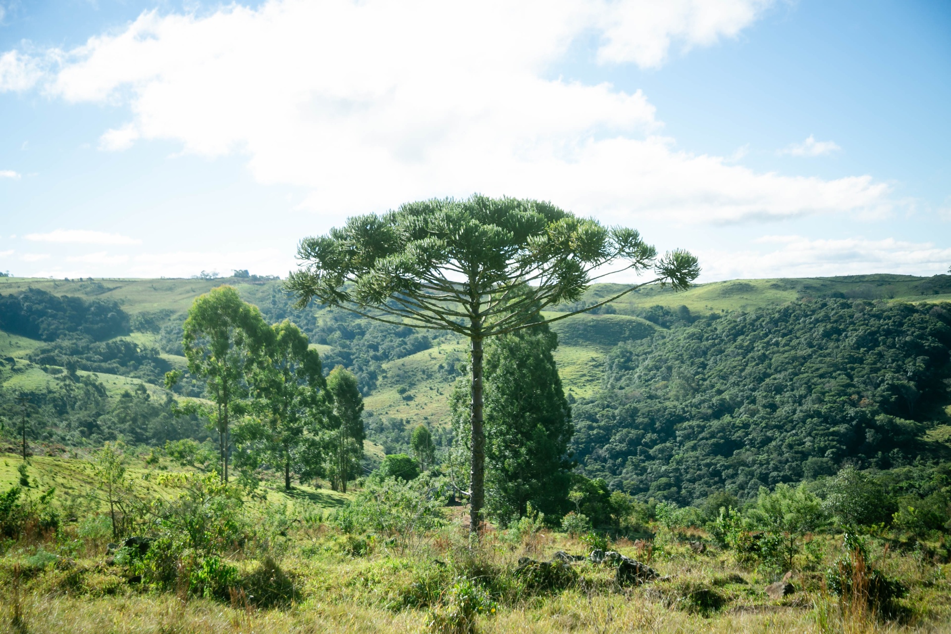 Araucária nas serras de Tamarana